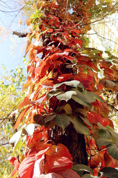 紅妝濃艷的爬山虎