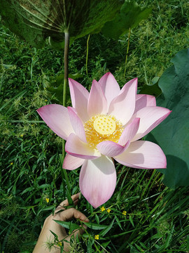 荷花