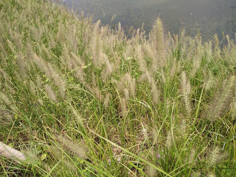 狗尾草