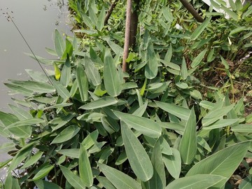 大葉植物