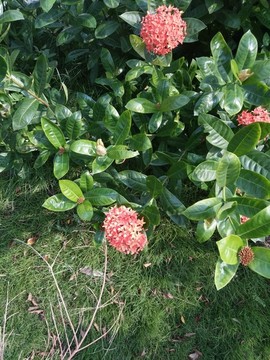 球狀花