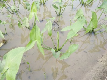 水生植物