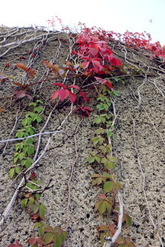 紅綠相間的爬山虎