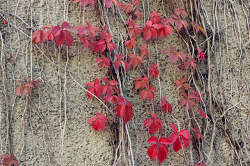 紅色舞者