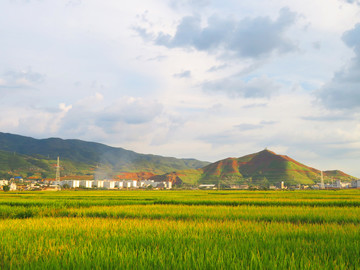 稻田