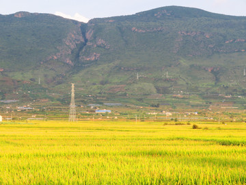 稻田