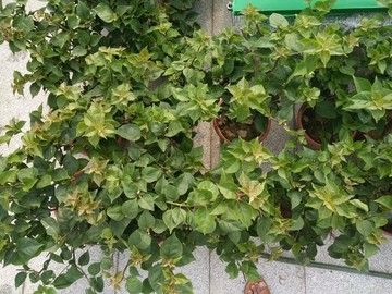 樹枝