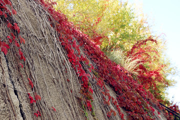 爬山虎紅妝艷舞