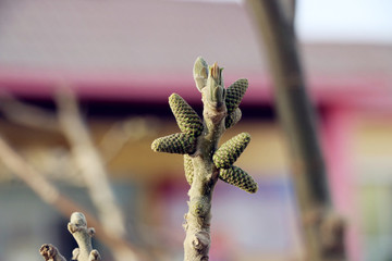 抽芽的核桃樹(shù)