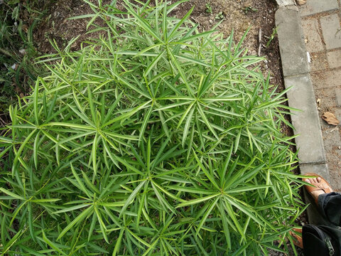 球狀樹