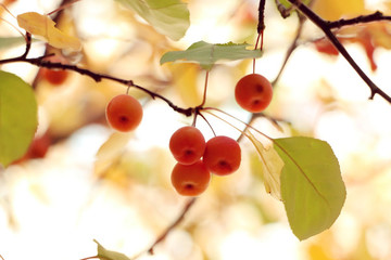 山楂樹之戀