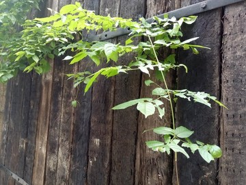 景觀園林實木柵欄