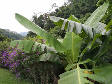 香蕉