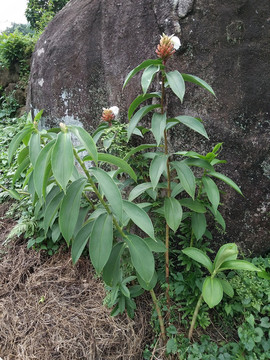 花卉