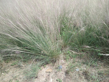草