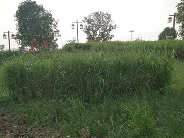 草地