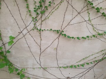 綠色植物爬墻植物爬山虎綠色葉子