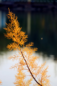 烏魯木齊小綠谷湖邊紅柳