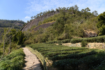 武夷山茶園