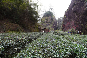 武夷山茶園