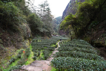 武夷山茶園