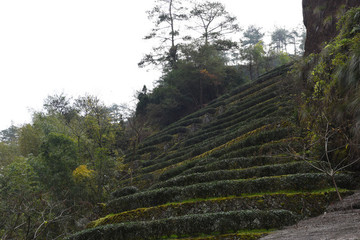 武夷山茶園