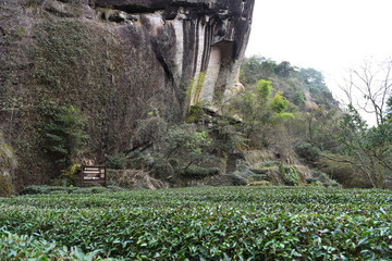 武夷山茶園