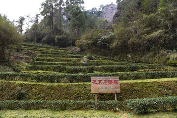 武夷山茶園茶廠