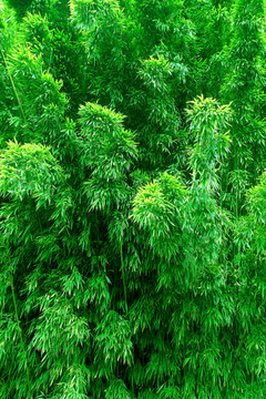 竹林