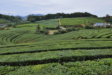 茶山茶園