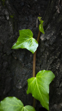爬山虎