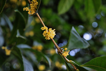 桂花