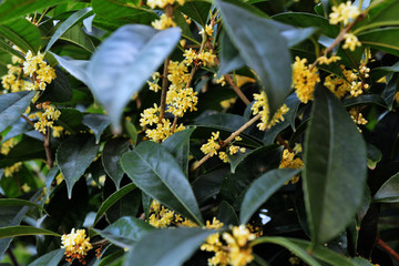 桂花