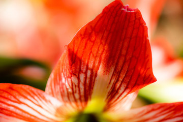 鮮花