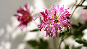 秋菊
