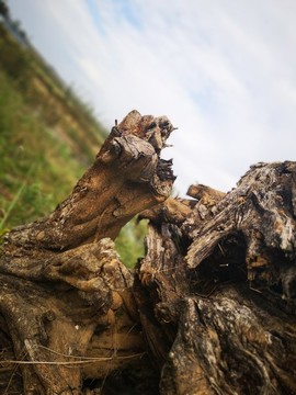 遺棄在野外的樹樁