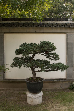 盆景