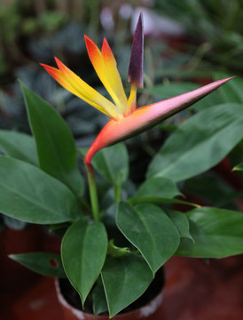 天堂鳥(niǎo)花卉