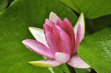 荷花