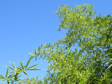 竹枝