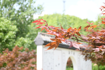 楓葉