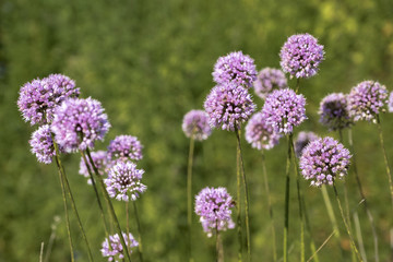 韭菜花