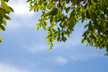 綠葉天空