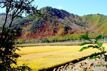 稻田