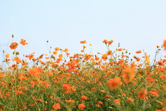 花海