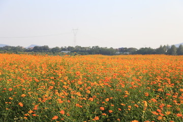 橘色的花