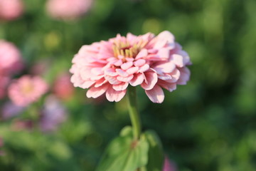粉色花