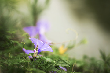 牽牛花