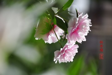 牡丹花