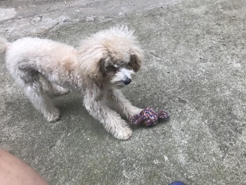貴賓犬